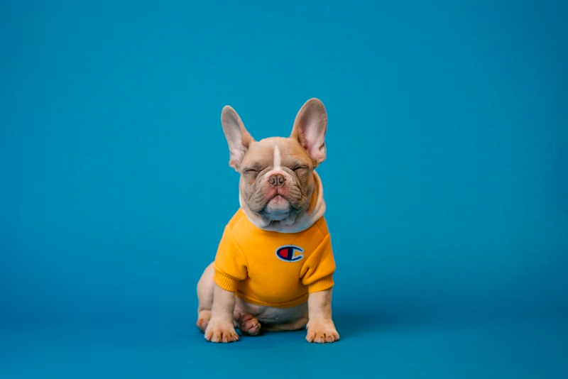 Equipe PetCare